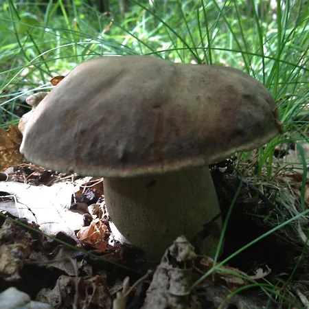 El Refugio De Aran Βιέλα