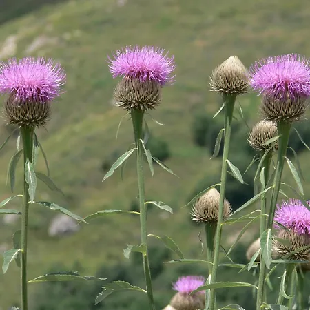 Ξενοδοχείο με διαμερίσματα El Refugio De Aran Βιέλα